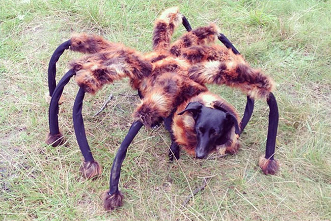 spider dog costume
