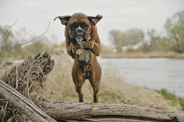 best dogs for kids-boxer