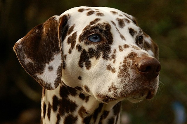 best dogs for kids-dalmatian