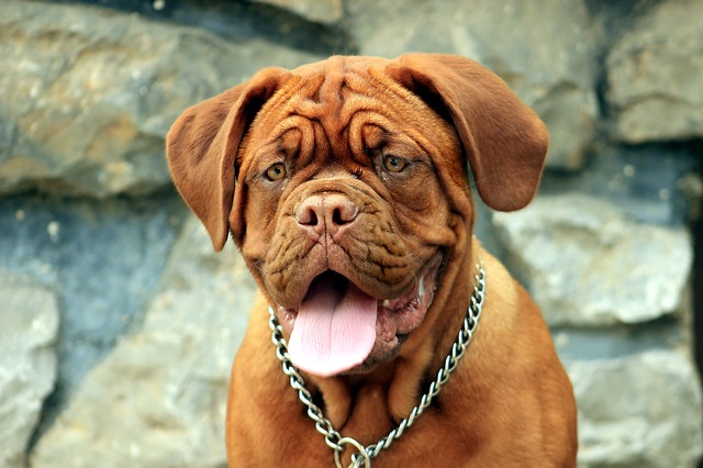 best dogs for kids-mastiff