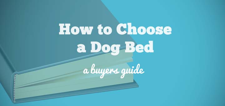 dog bed buying guide